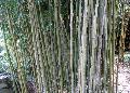 Temple Bamboo / Semiarundinaria fastuosa 